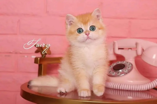 猫咪化毛膏使用的注意事项有哪些？