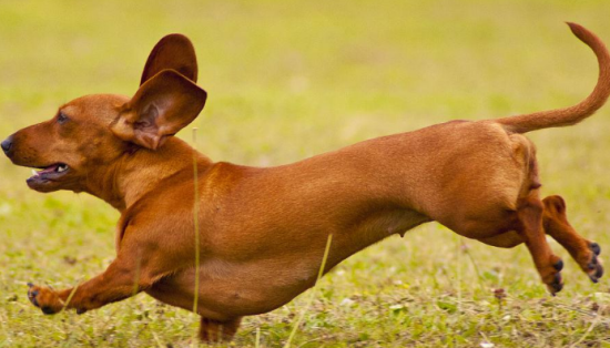 迷你腊肠犬优缺点是什么？来了解下吧