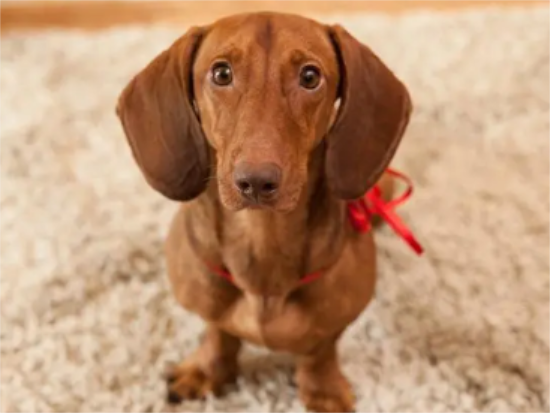 腊肠犬会咬人吗？一文告诉你！