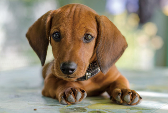 腊肠犬能吃米饭吗？看完，你就知道了