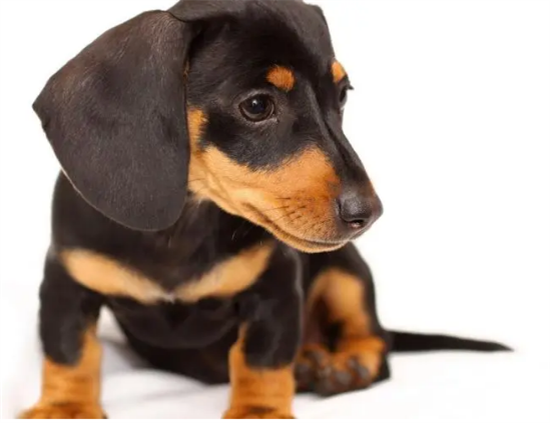 为什么很少有人饲养腊肠犬，原来是因为这三点