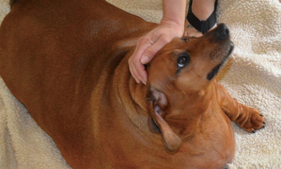 腊肠犬怕冷吗？看完本文，你就清楚了