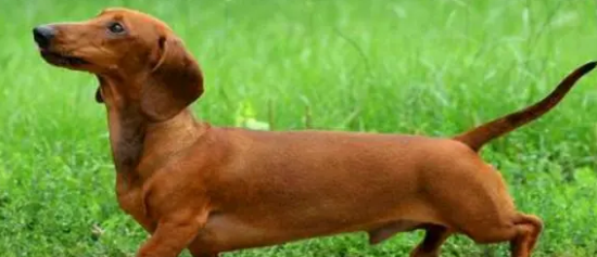 腊肠犬呕吐怎么办？主人该如何处理