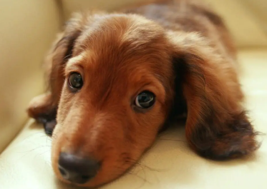 腊肠犬怎么驱虫？来看看吧
