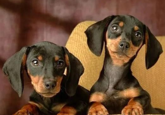 腊肠犬的智商排名第几位