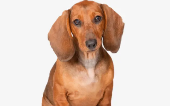 腊肠犬如何洗澡？一起来了解一下吧！