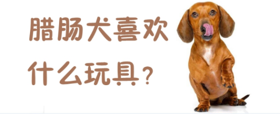 腊肠犬喜欢什么玩具？一文给你解答