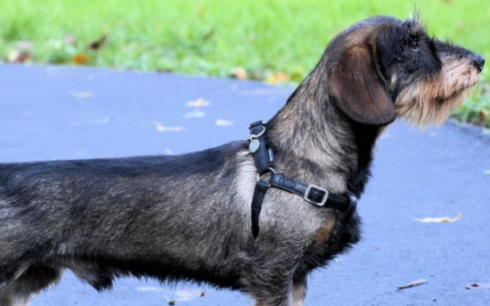 腊肠犬能吃什么东西？铲屎官来了解下吧