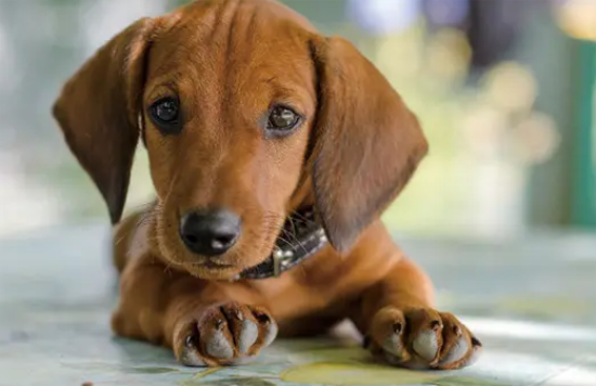 腊肠犬怎么样？新手一定要看看