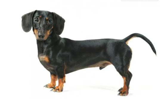 腊肠犬怕热不？