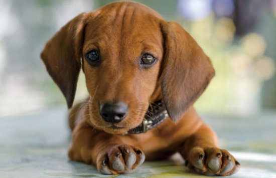 腊肠犬怎么看纯不纯？这一点很重要。
