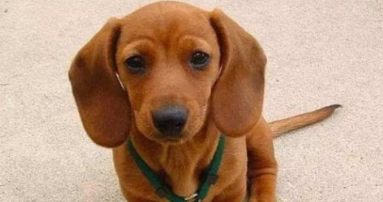 腊肠犬一天吃几顿