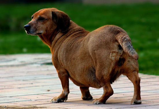 腊肠犬怀孕注意什么？铲屎官要提前准备好