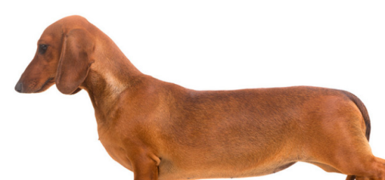 腊肠犬能吃鸡蛋吗？为什么？