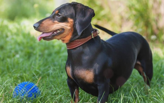 腊肠犬多大不会调皮？还要看怎么养
