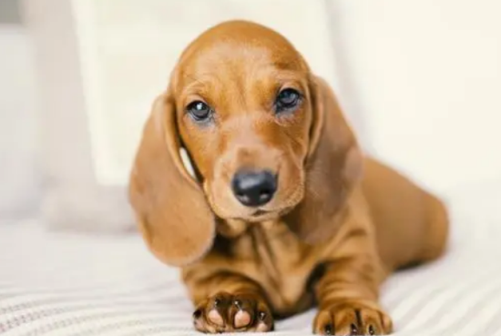 腊肠犬咬人吗？来这里了解下吧