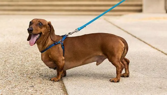 腊肠犬齿垢怎么可以很好的去除