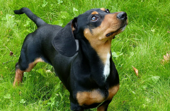 腊肠犬得了犬瘟热怎么办？速来看看~