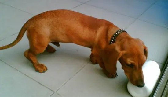 腊肠犬能吃人饭吗？不建议
