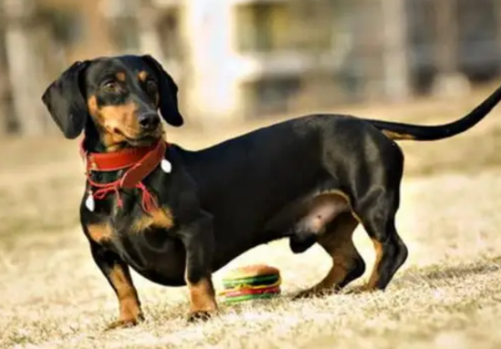 腊肠犬怎么样？新手一定要看看