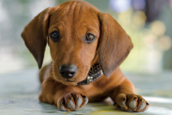 腊肠犬粘人吗？看完你就知道了
