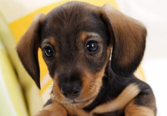 什么人适合养腊肠犬？看其中是否有你！