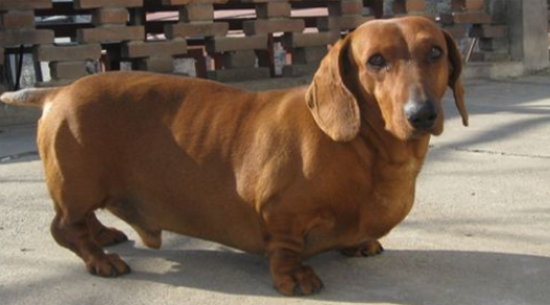 腊肠犬训练技巧有哪些