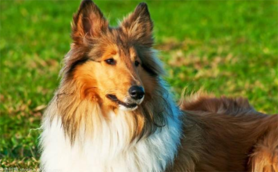 苏俄牧羊犬训练听话的方法