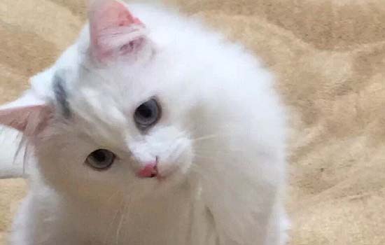 布偶猫咬人怎么教育？