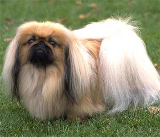 受人热烈欢迎的就京巴犬，好看又讨人喜欢，为何非常少见到了