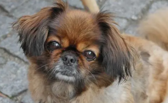 京巴犬怎么训练做动作？方法很重要