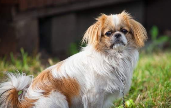 京巴犬牵引绳怎么训练？来这里了解下吧