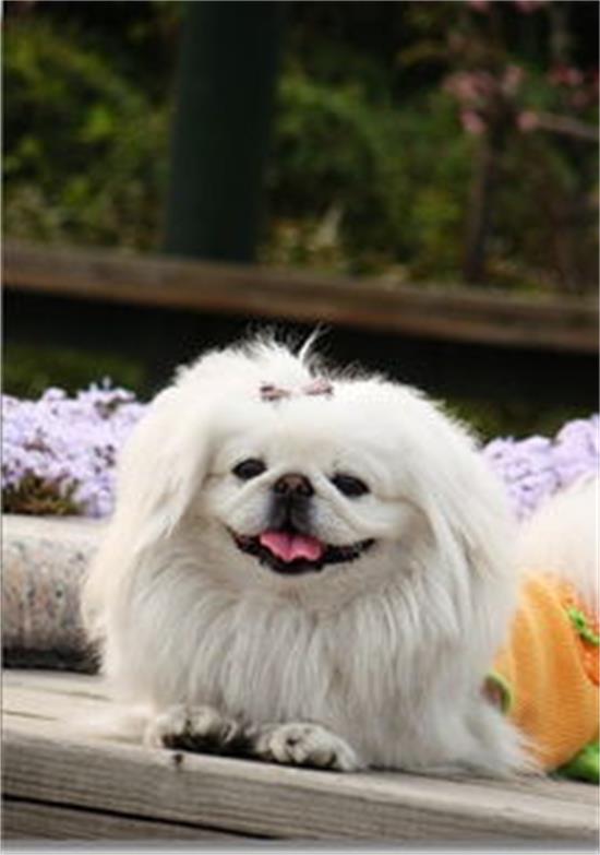 受人热烈欢迎的就京巴犬，好看又讨人喜欢，为何非常少见到了