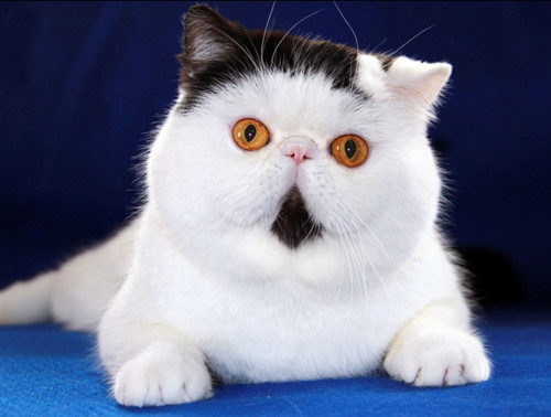 猫突然到处乱尿怎么办?
