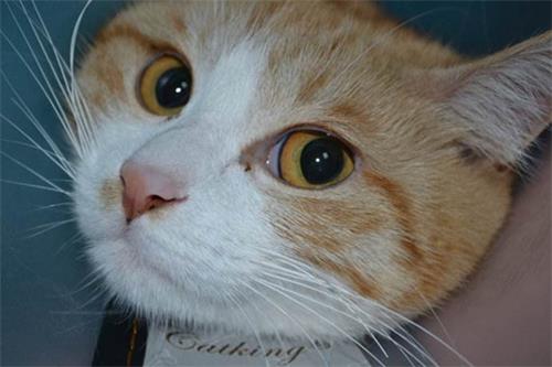 猫绝育后能发腮吗？