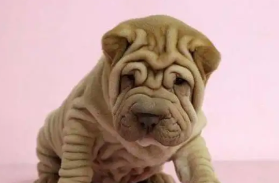 中国沙皮犬如何训练