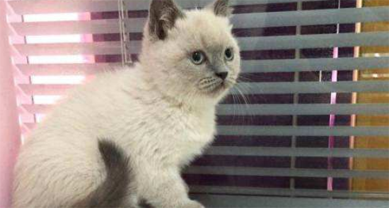猫咪出现了应激反应怎么办？