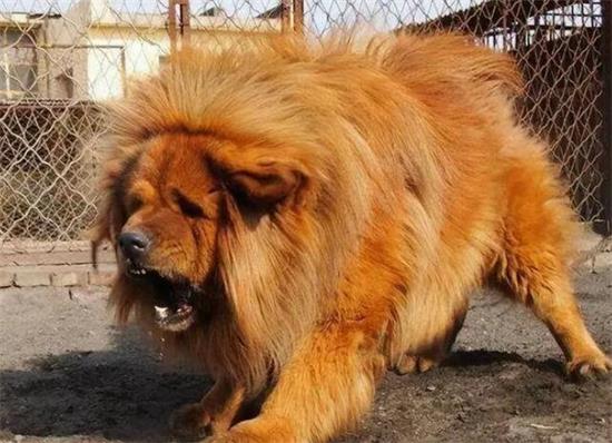  藏獒为什么那么凶