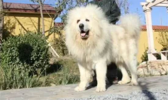 雪獒和藏獒哪个厉害