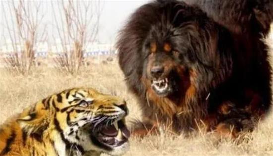 藏獒能打过东北虎吗