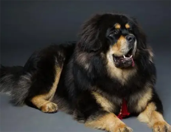 巨型藏獒王460斤