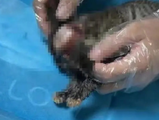 银行高管纵容17岁儿子虐猫，被虐待小猫情形惨烈