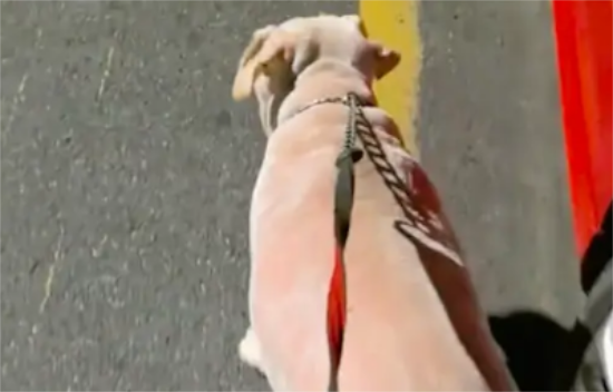 主人电瓶车没电了，胖成猪的狗狗就是不愿下来