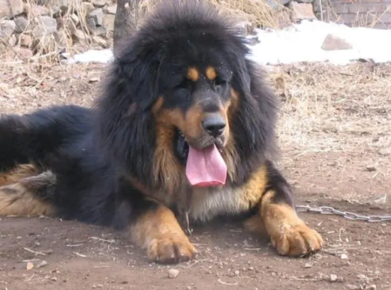 东北虎和藏獒体型对比