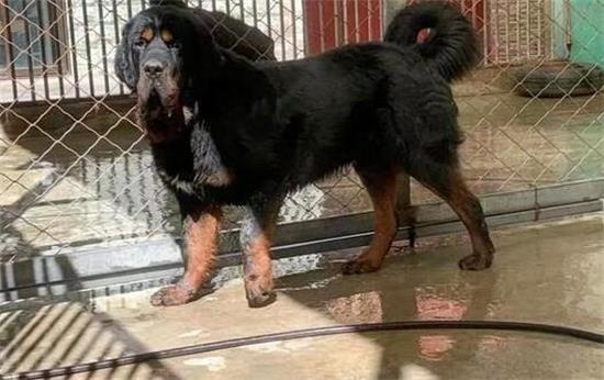 家里养藏獒违法吗