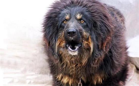 中华神犬藏獒的介绍，你想知道的都在这里~