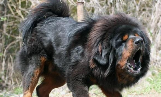 能咬死藏獒的狗 能咬死藏獒的狗
