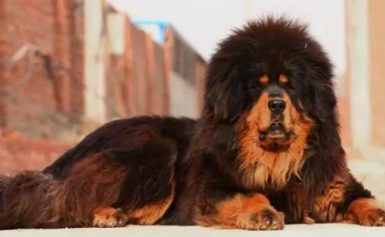 藏獒为什么成不了警犬？看这~