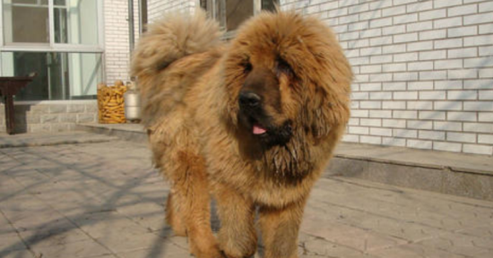 藏獒生活习惯