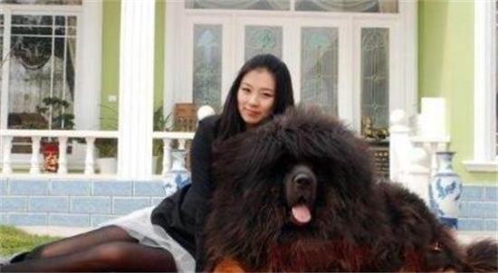 世界最贵最大的藏獒，直到今天还在流传它的故事！